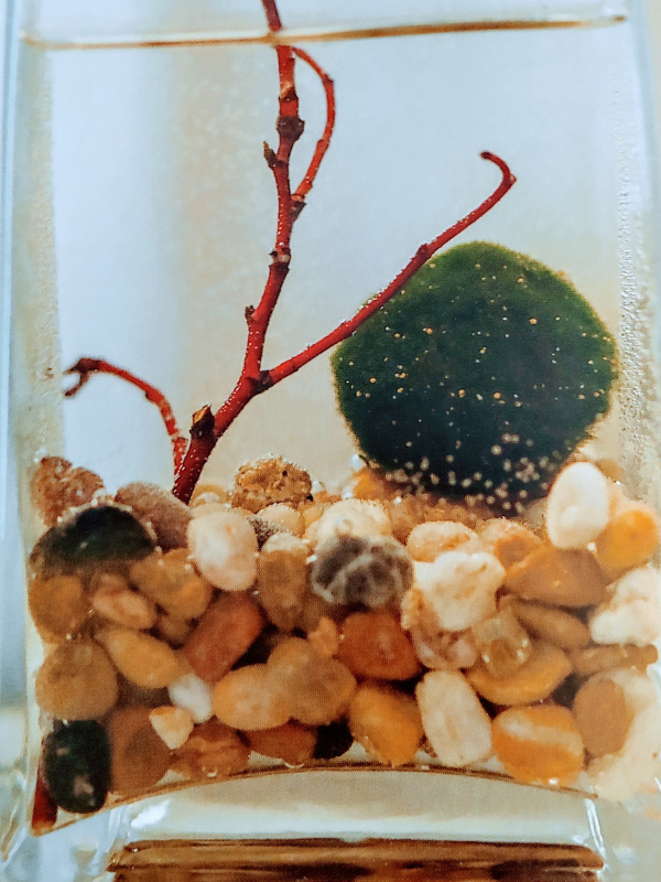 Caring for Marimo Moss Balls: the Perfect Gift for Plant and Aquarium Enthusiasts