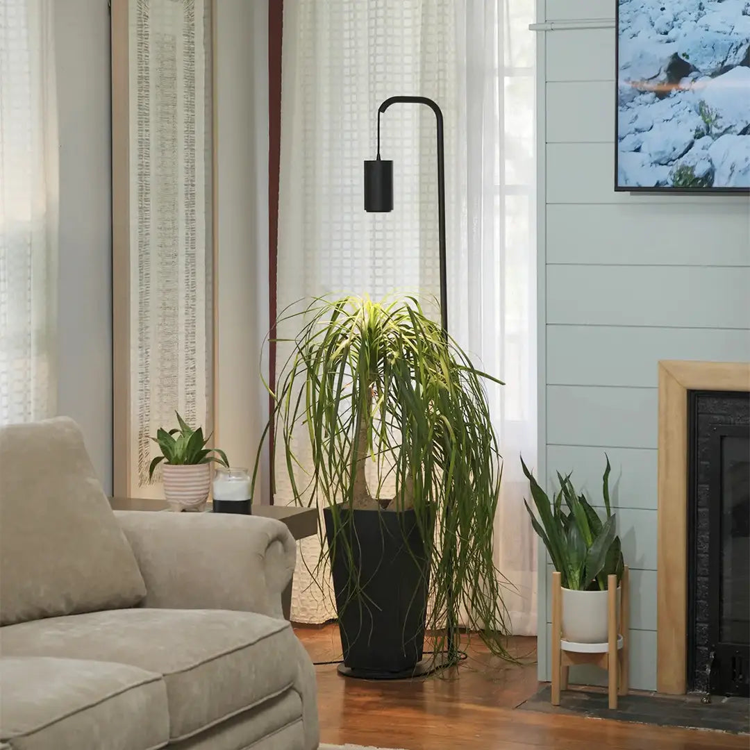 What Soil and Fertilizer Do Indoor Plants Need? A Beginner's Guide