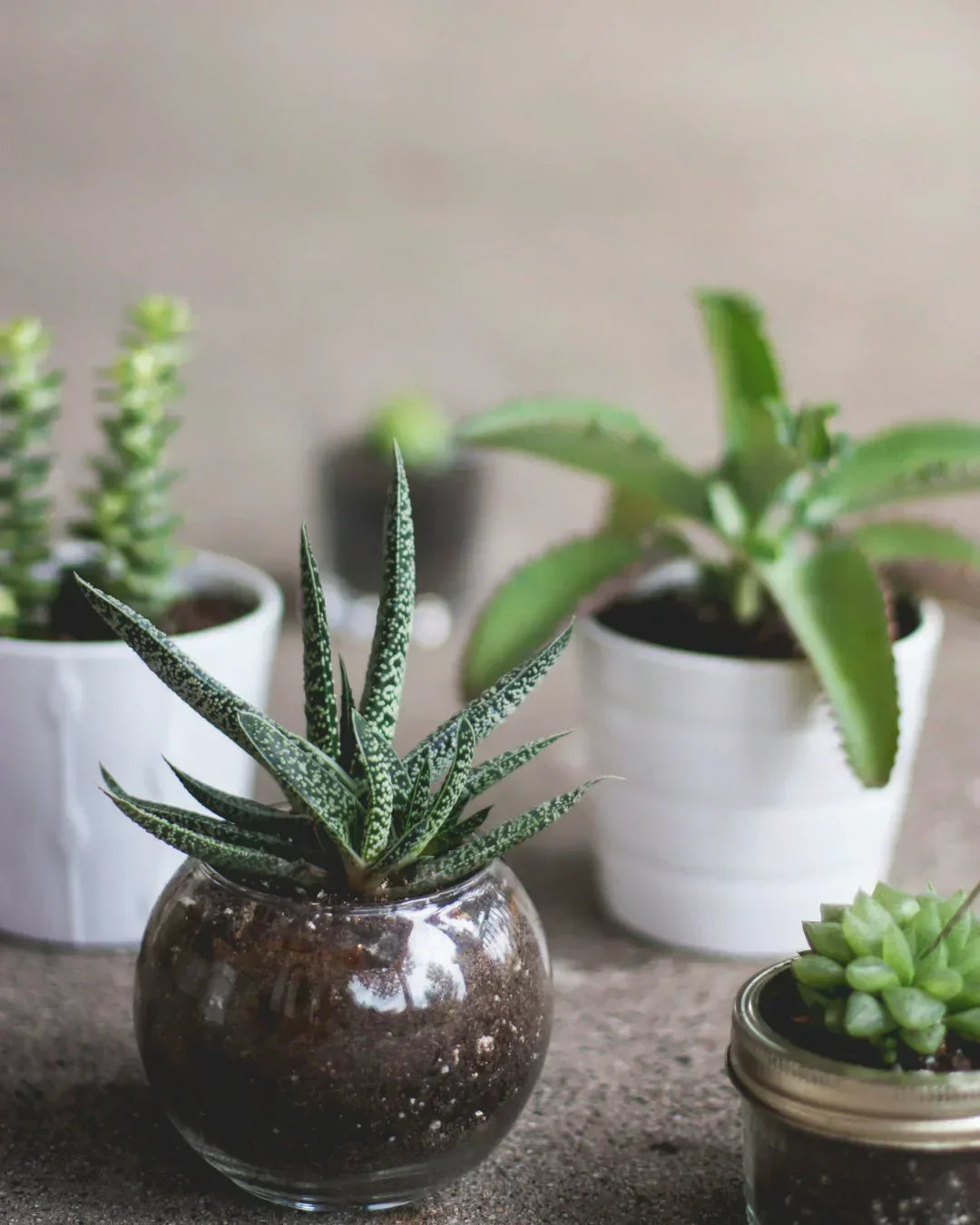 Finding the Right Foundation: A Guide to Succulent Soil