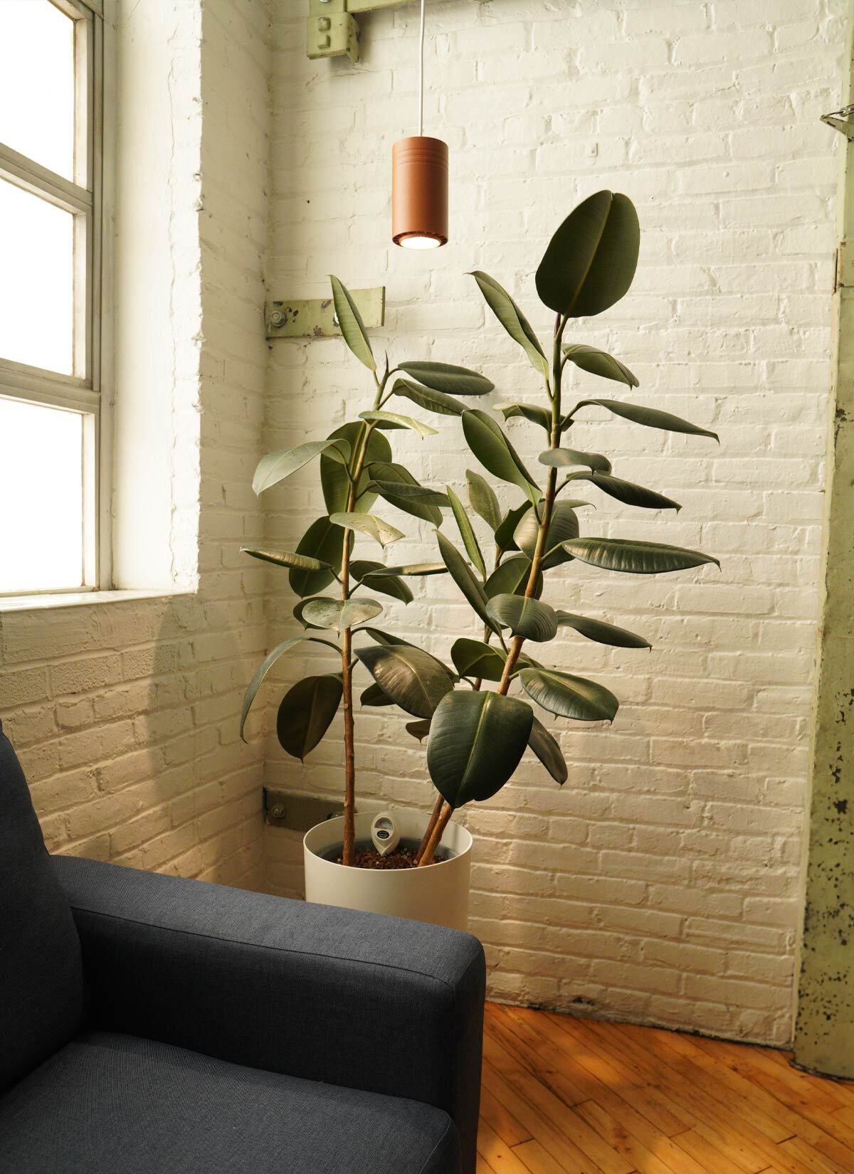 Elevate Your Space: A Guide to Stunning Large House Plants
