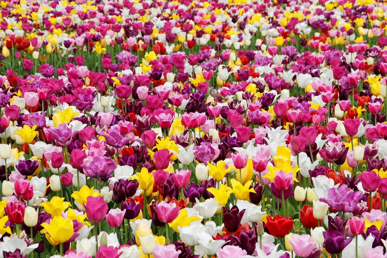 The Ultimate Guide to Tulip Plant Care: How to Ensure a Vibrant Spring Bloom