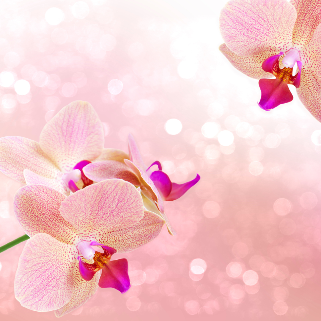 7 Unique Orchids to Brighten Up Your Indoor Plant Collection