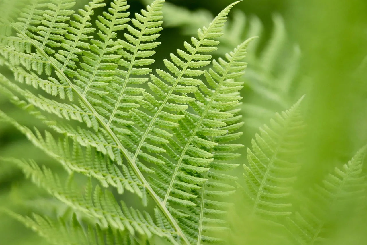 Close-up of vibrant green fern fronds with intricate patterns, set against a softly blurred background. The image conveys a sense of freshness and tranquility.