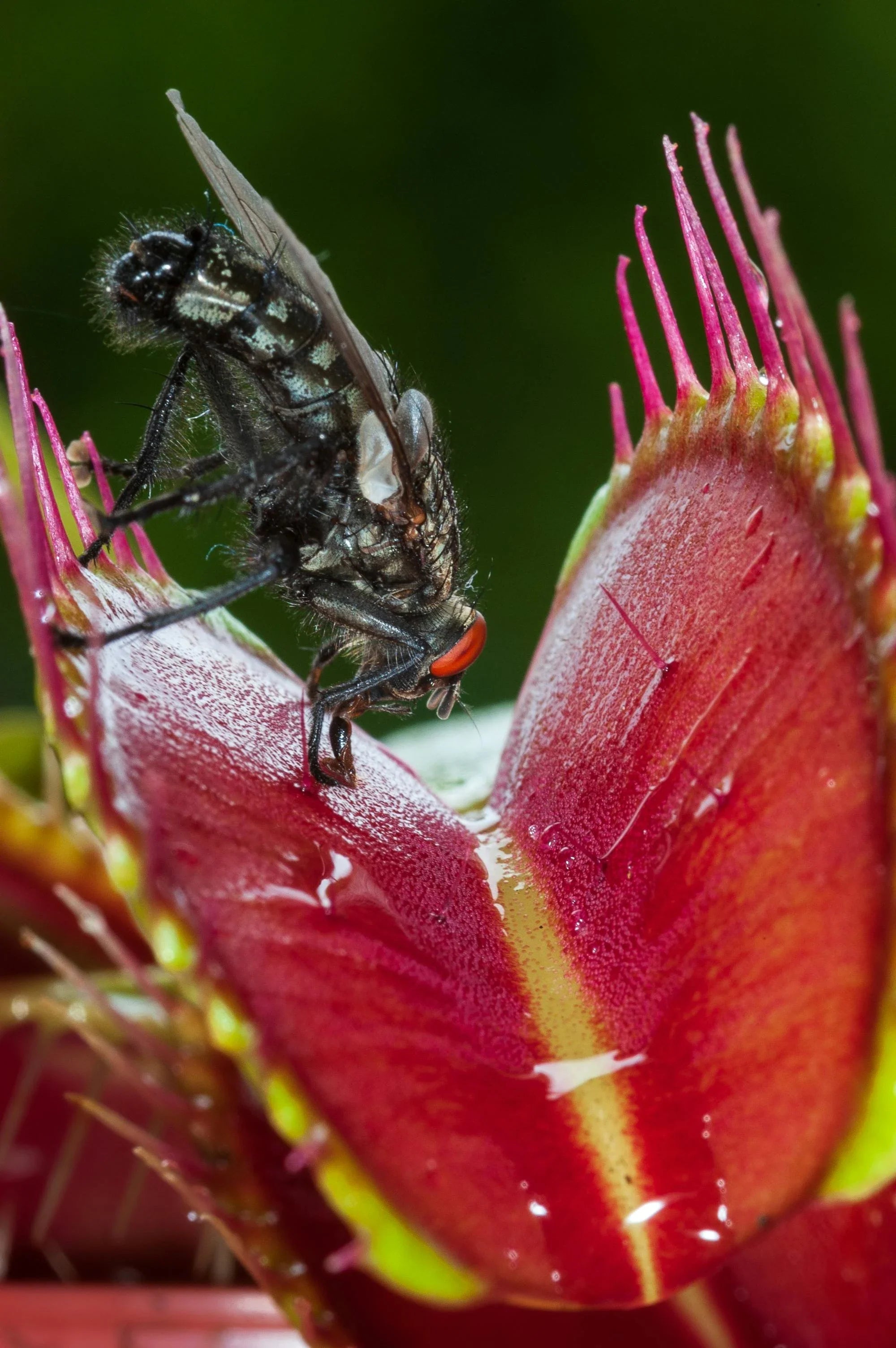 Survival of the Fiercest: Revealing the Mysterious Lives of Carnivorous Plants