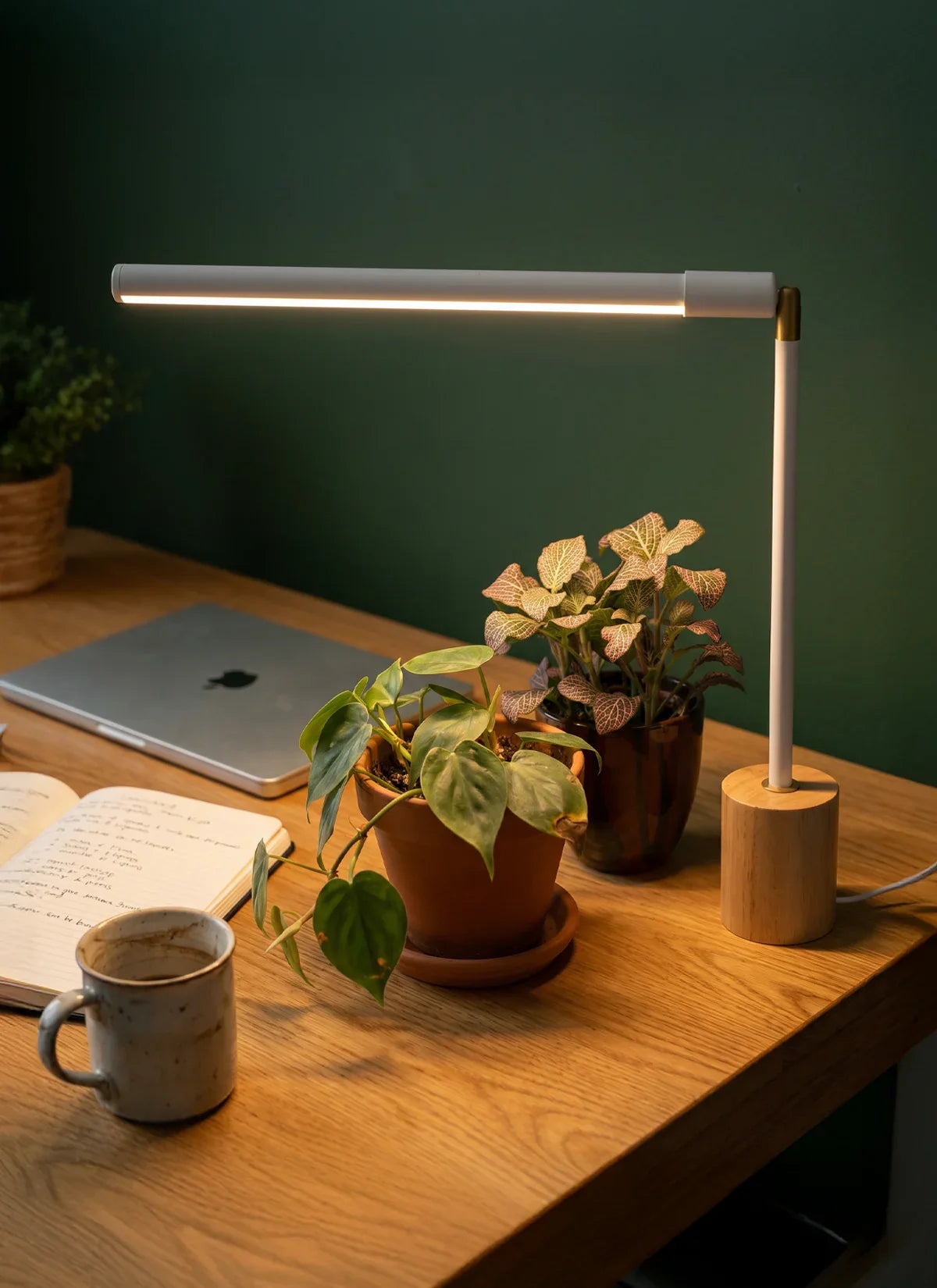 The New Plant Parent Starter Kit: Setting Up Your First Low-Light Space