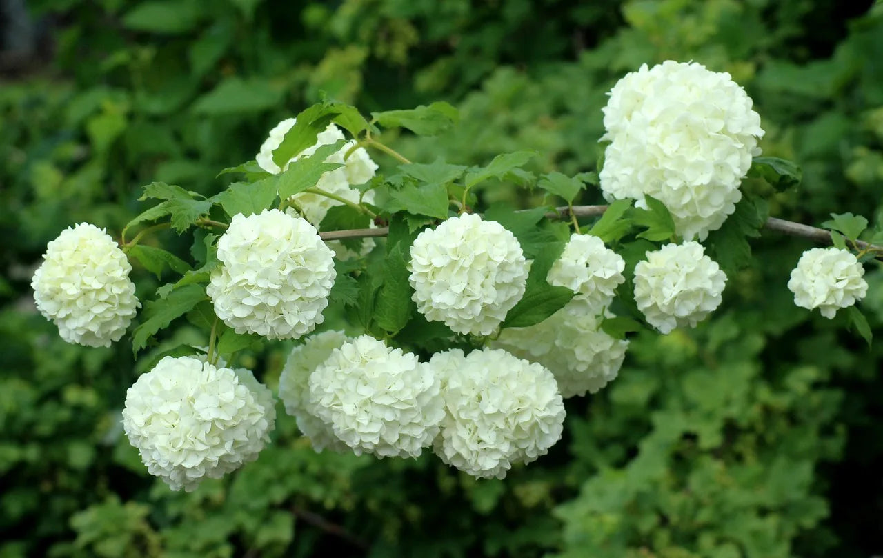 The Versatile Viburnum: A Complete Guide to This Garden Superstar