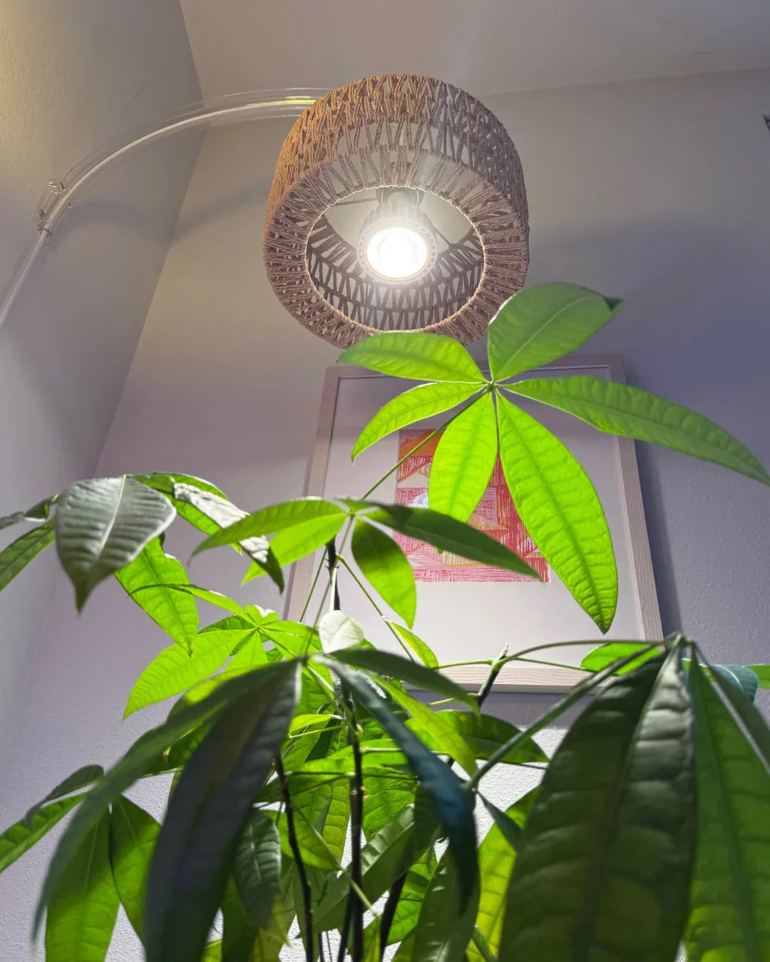 How Do Grow Lights Benefit Indoor Plants? The Science of Thriving Indoors