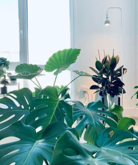 How To Prevent Overwatering or Underwatering Your Houseplant