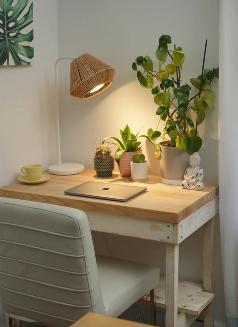 3 Plant Grow Light Stands Perfect for Renters