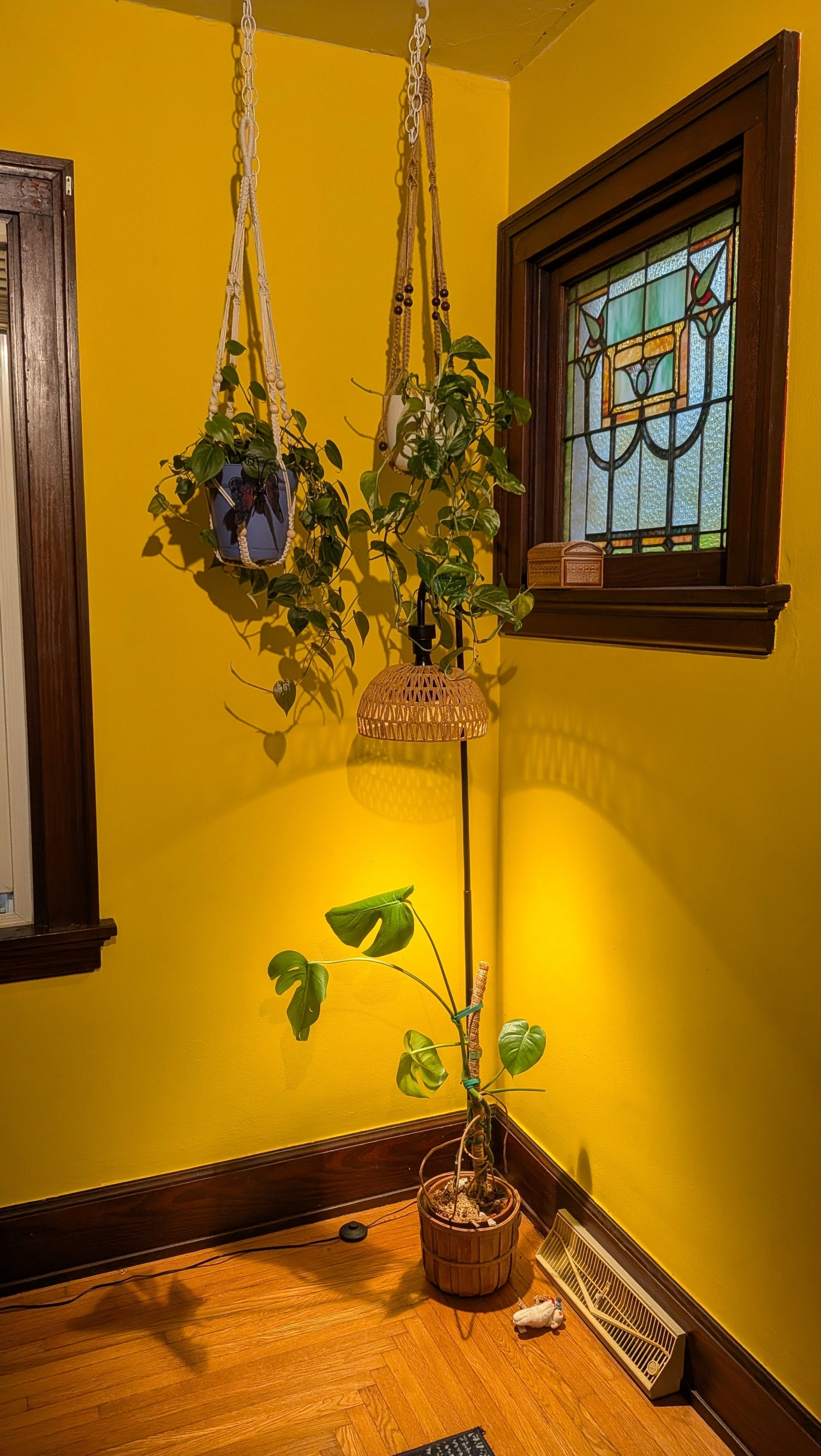 The Best Houseplants as Gifts: Top Choices for 2026