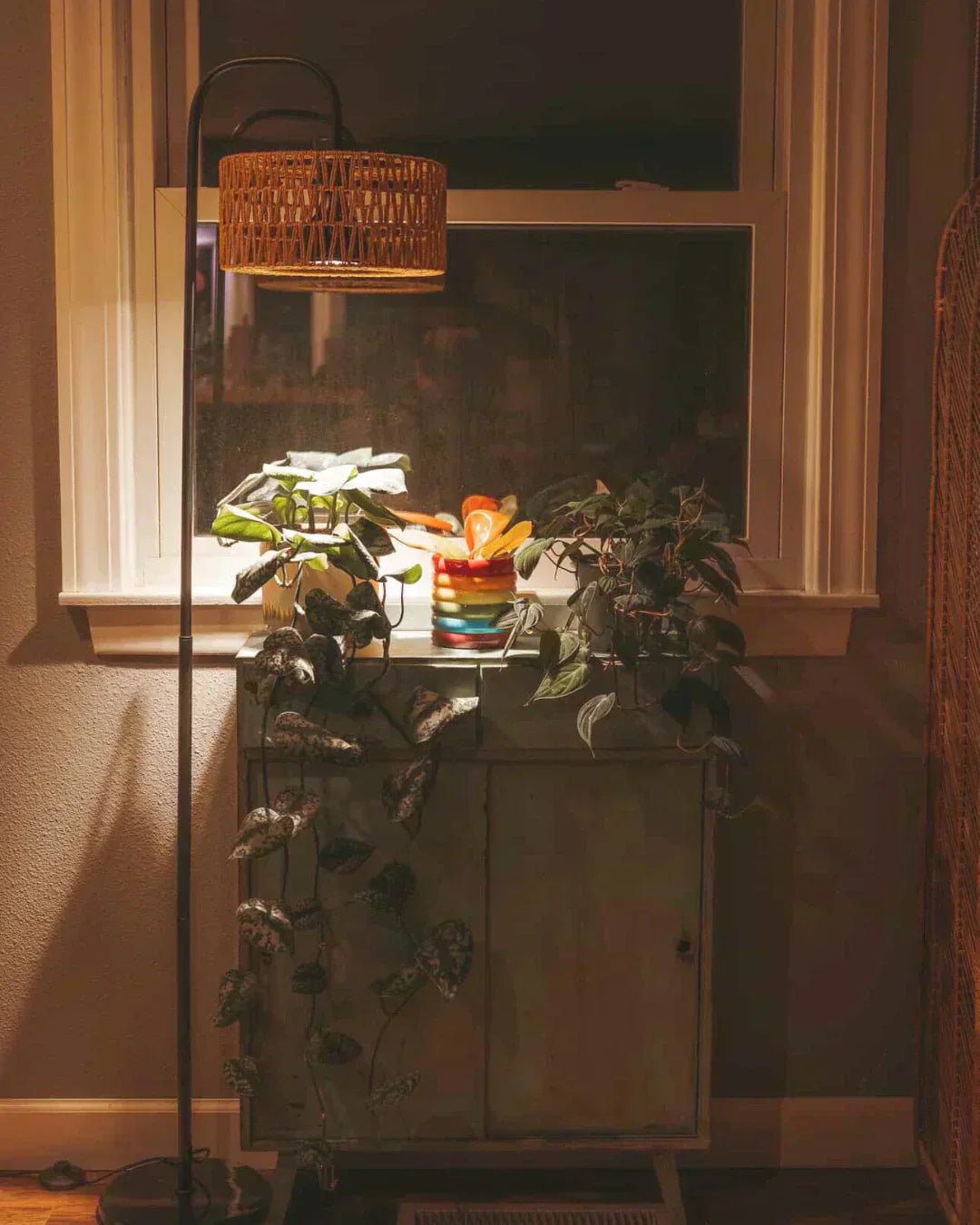 How Do You Acclimate a New Plant to Your Home's Light Without Shocking It?