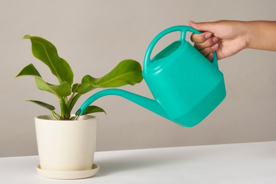 The Ultimate Guide to Setting Up a Watering Routine for Common Houseplants