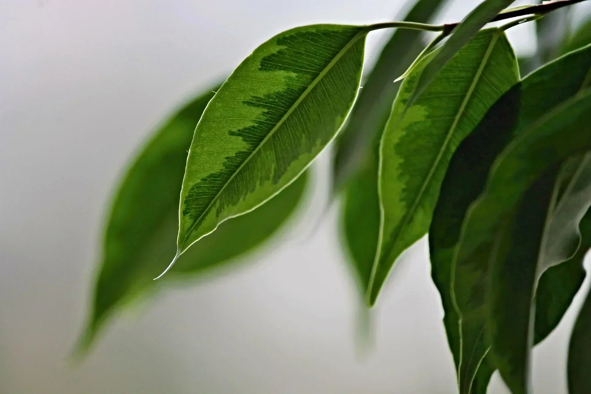 The Ultimate Guide to Weeping Fig Care: How to Keep Your Ficus Benjamina Thriving