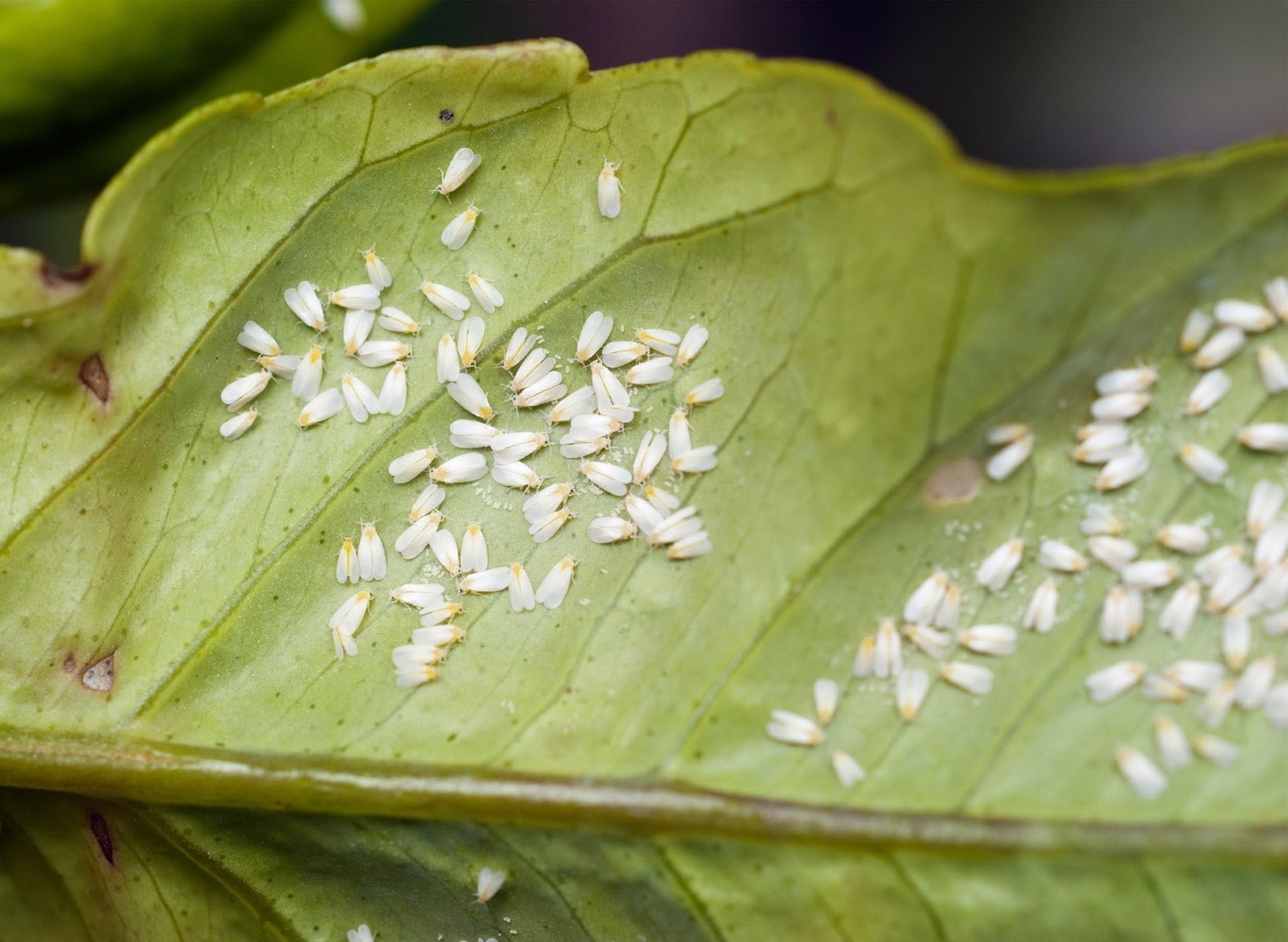 Common Indoor Plant Pests and How to Get Rid of Them