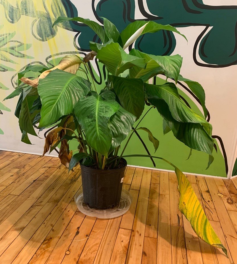 8 Simple Reasons Why Indoor Plant Leaves Turn Yellow And How To Fix I   Yellow Leaves 1400x 