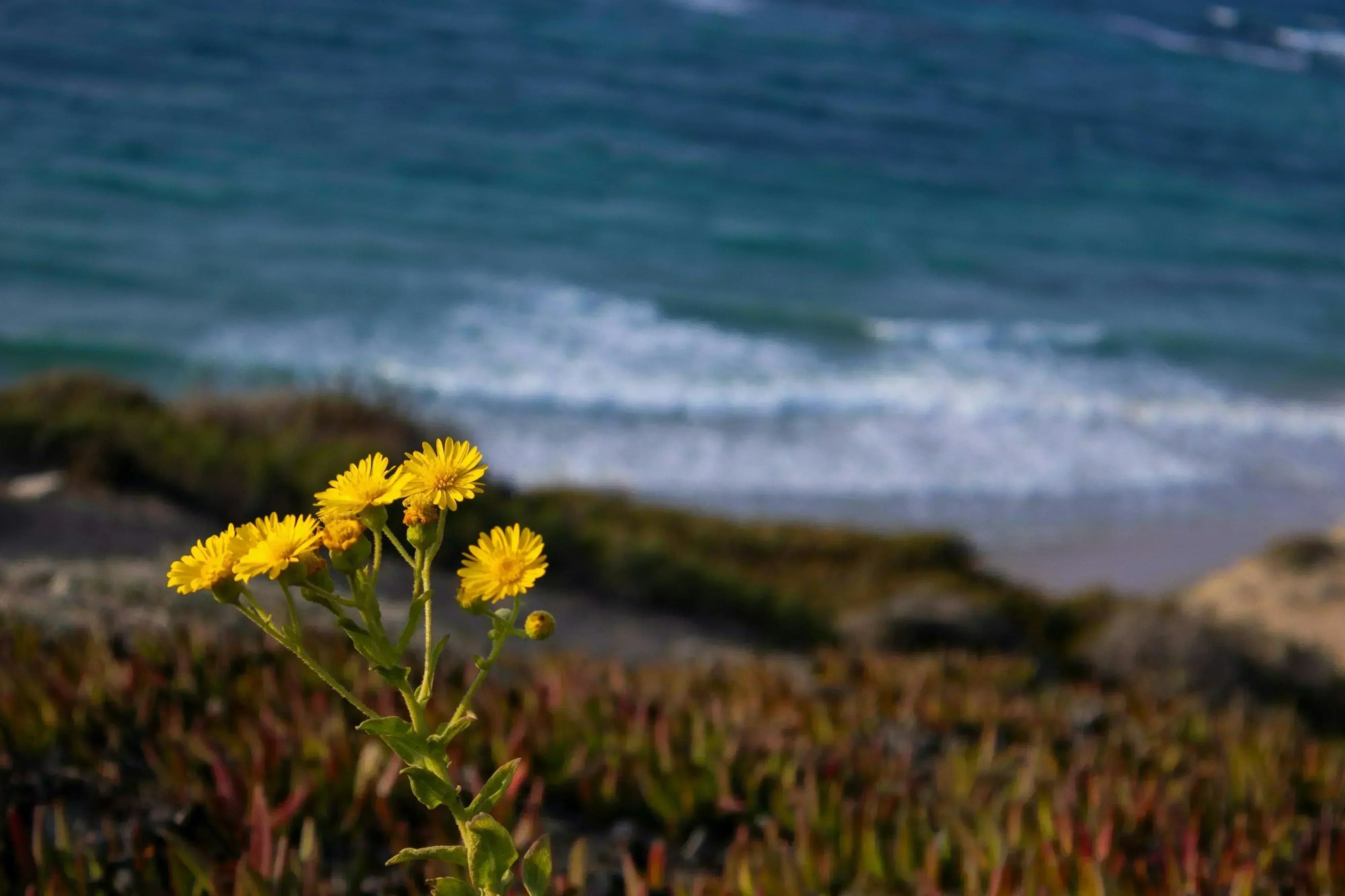 The Essential Guide to Native State Plants: Cultivating a Living Lands ...