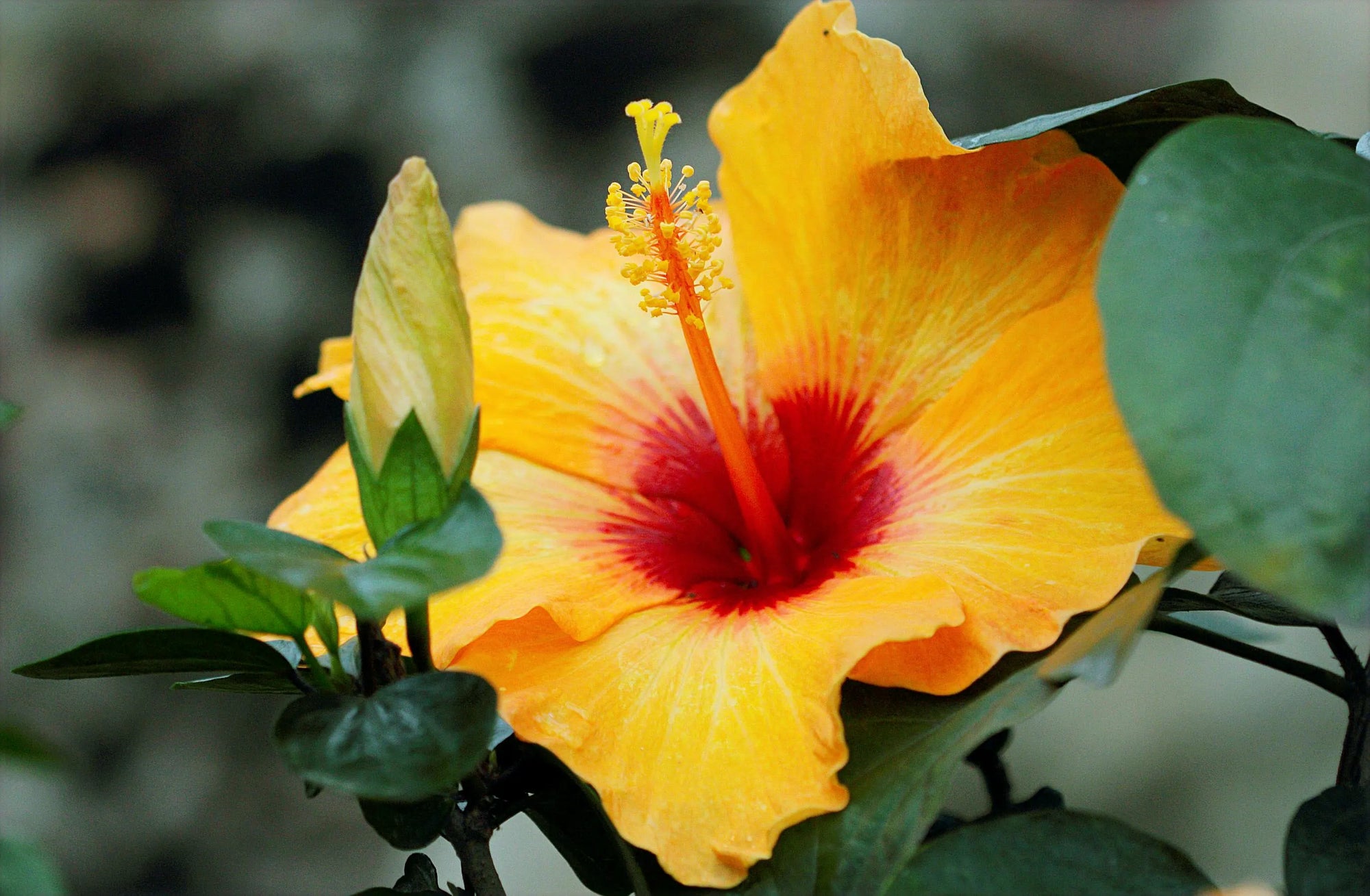 A vibrant orange hibiscus flower with a deep red center and prominent yellow stamen. It is surrounded by glossy green leaves, conveying a tropical feel.