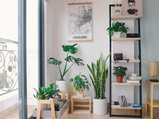 From the Jungle to Your Home: Plant Adaptations & How Houseplants Have Evolved to Survive