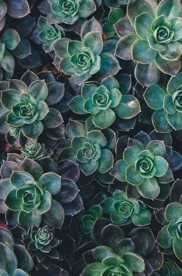 How To Turn Your Succulents Into Delicious Meals
