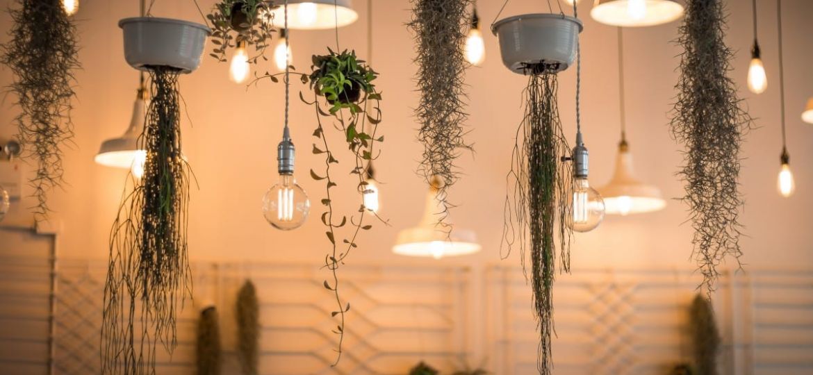 Plant Styling : Enhance Dull Space with Best Hanging Plants