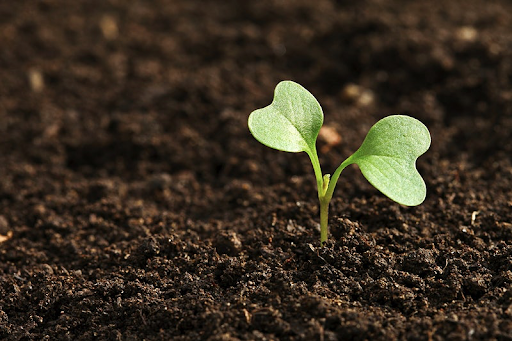 Soil Science: 7 Soil Innovations We Can't Wait To Get Our Hands On
