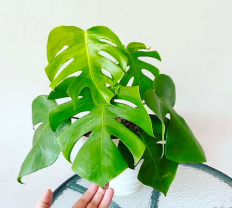 Monstera Care and Grow Guide
