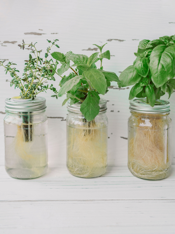 How to Start a Garden in a Mason Jar