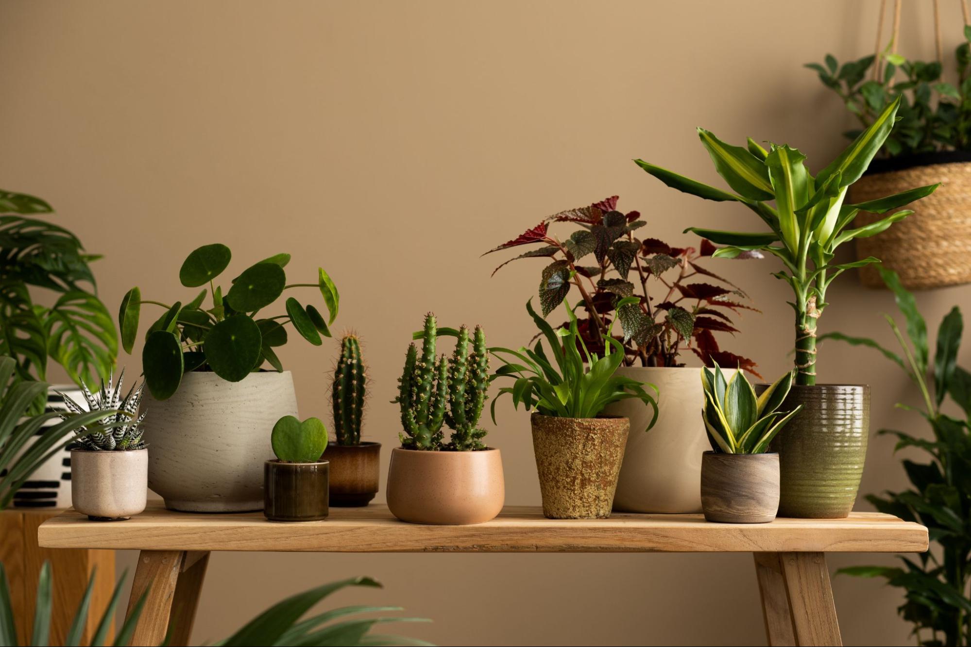 Bringing the Outdoors In: The History of Houseplants and Their Natural Habitat