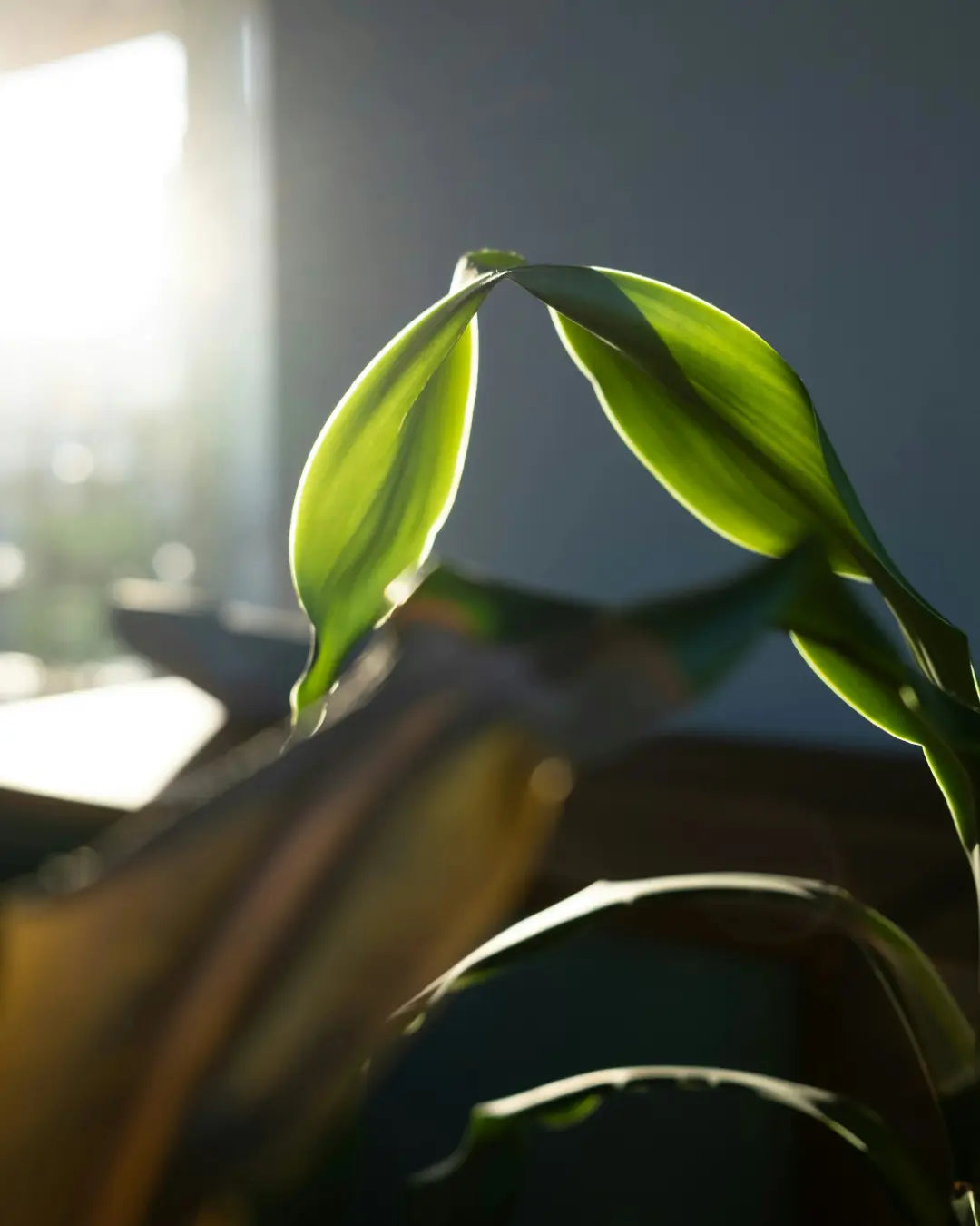 Why Is My Plant's Growth Slow or Leggy? 7 Common Causes and Fixes