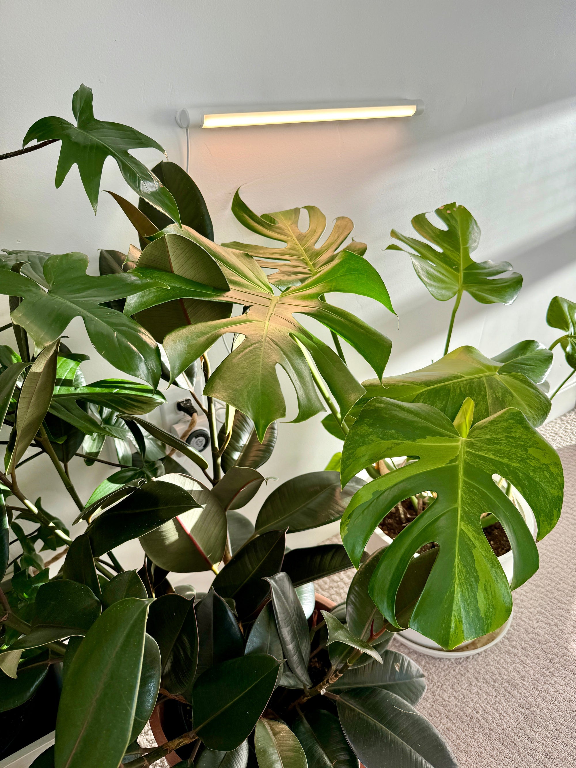 How Many Hours a Day Should Grow Lights Be On?