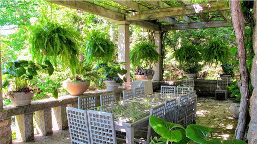 6 Common Houseplants that can Live Outdoors in the Summer