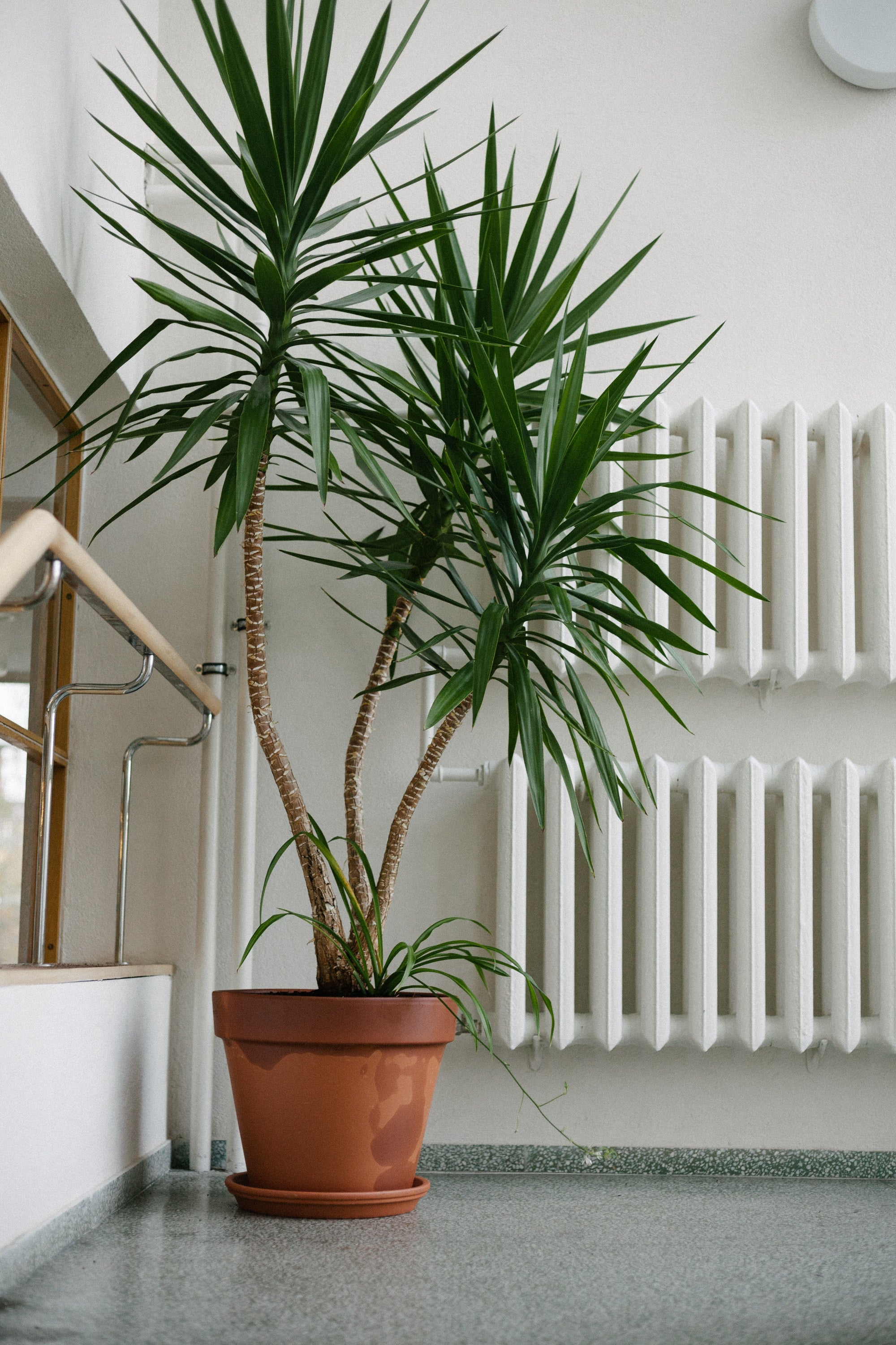 flamingo plant care indoor White Flamingo Flower – Elegant Anthurium Indoor Plant Care – Kaynuna.co