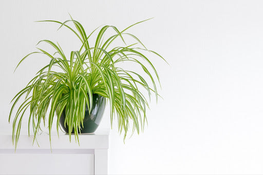 Understanding Houseplant Dormancy and How to Care for Dormant Plants