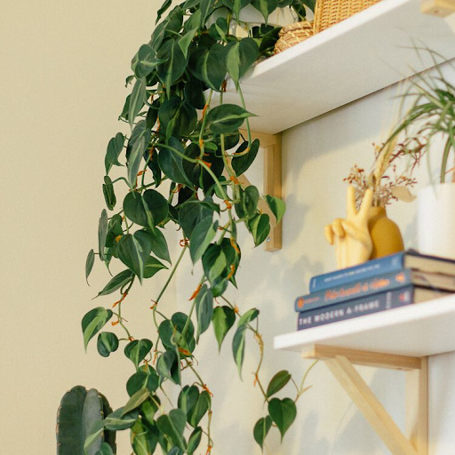 8 Different Types of Trailing Plants for your Indoor Jungle