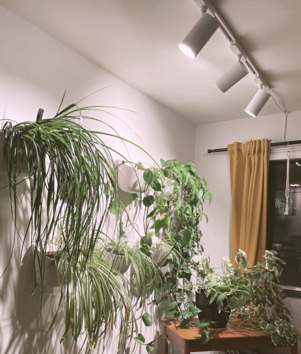 Best Indoor Plant Growing Techniques