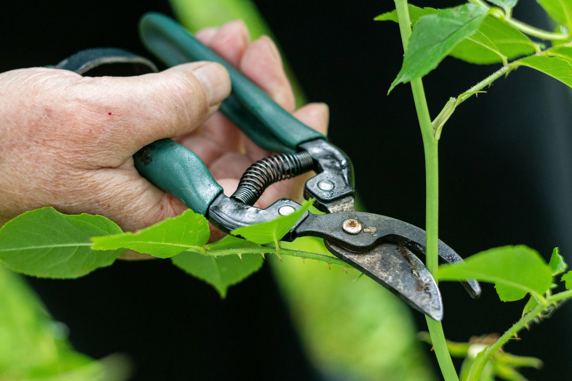 Types of pruning shears and how they differ