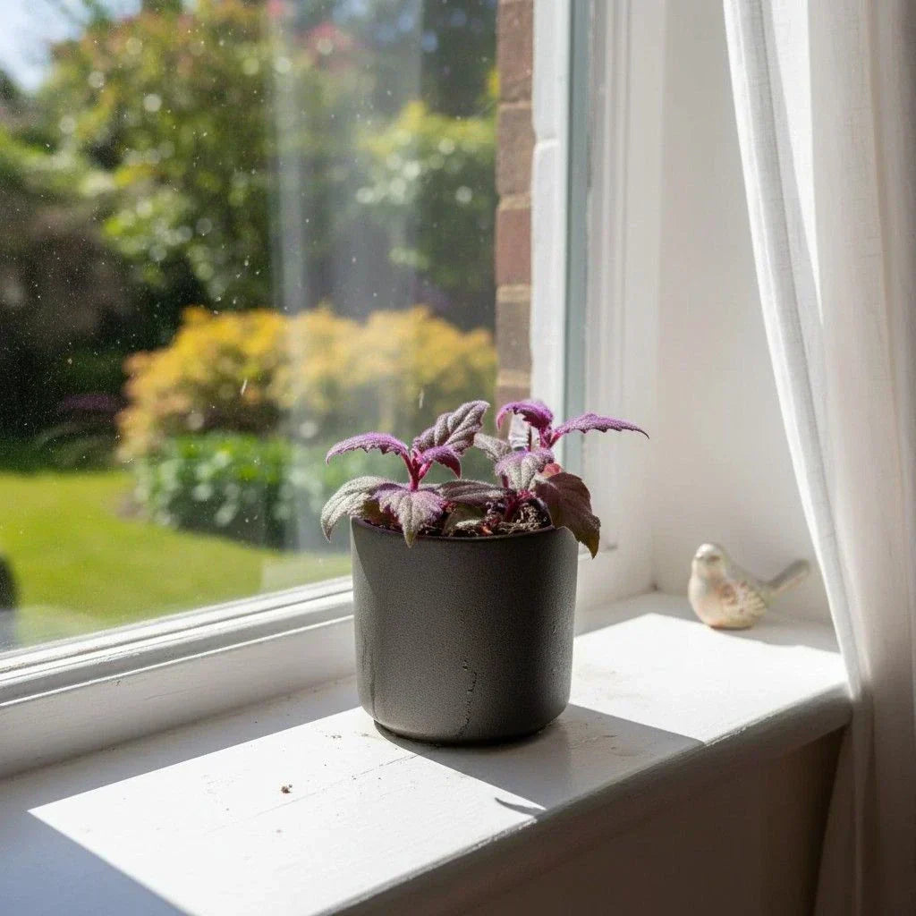 The Best Houseplants for Spring: Your Guide to a Greener Home