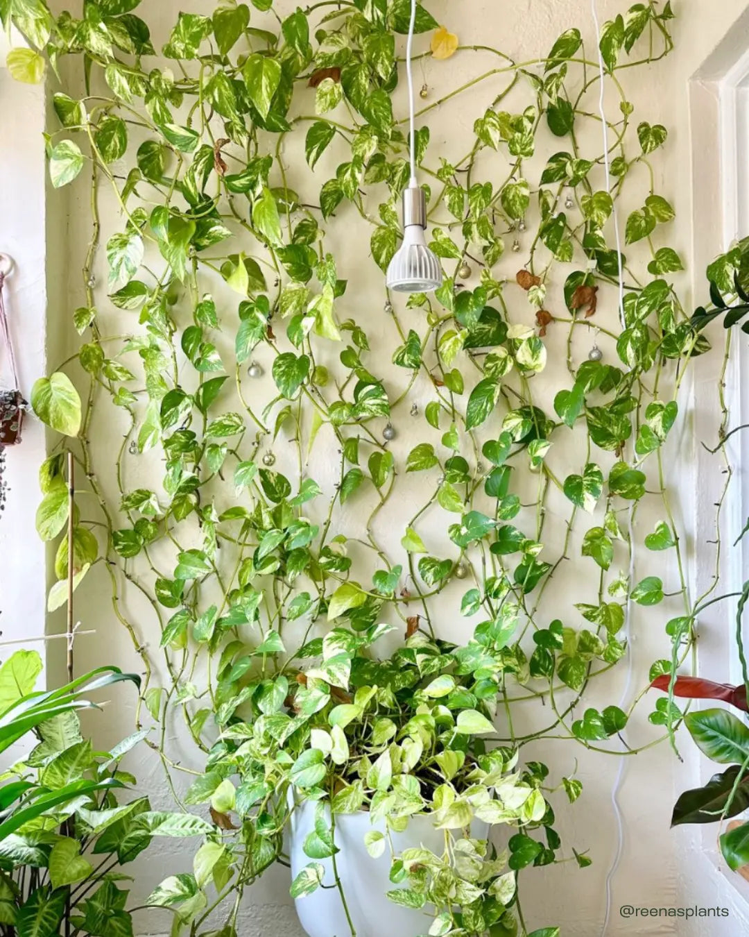 Can You Grow Parsley Indoors: Easy Tips for Lush Green Herbs