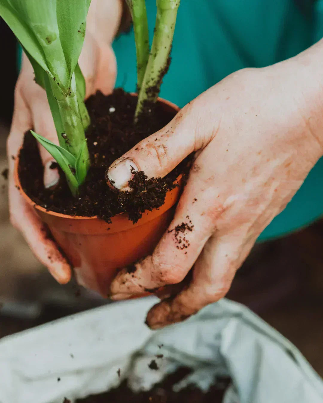 The Ultimate Guide to Choosing the Right Soil Mix for Your Indoor Plants