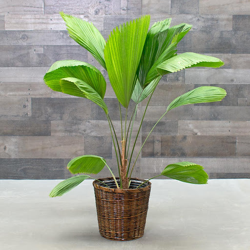 The Top 10 Big Leaf Indoor Plants for Your Home