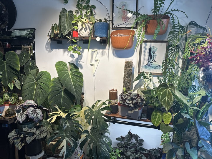 What Is Light Burn in Plants and How Do You Fix It?
