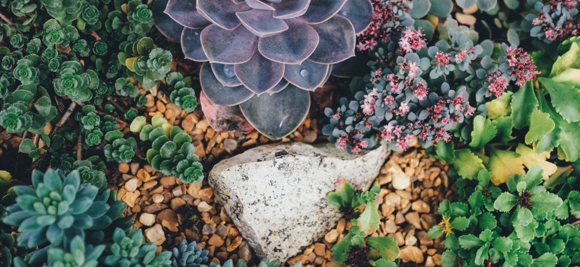 Ultimate Succulent Guide: Growing Tips, Decor & More