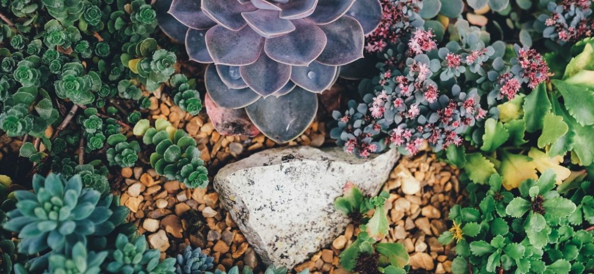 A variety of colorful succulents surround a weathered white rock on a bed of brown pebbles. The scene conveys a sense of natural beauty and tranquility.