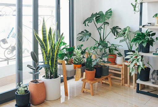 The 8 Most Resilient Indoor Plants: Nature’s Unstoppable Green Machines