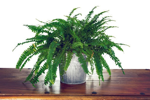 How to Grow Ferns Indoors