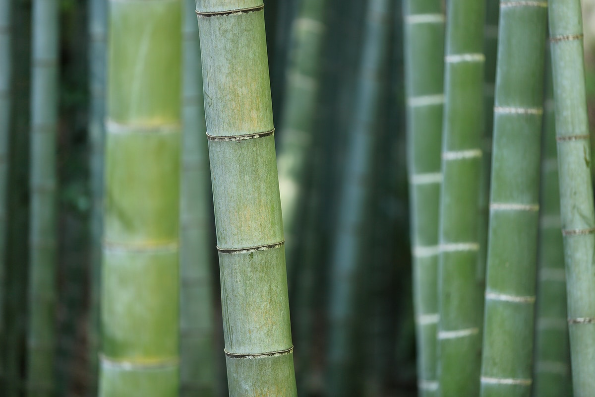 How To Care For A Bamboo Plant Indoors