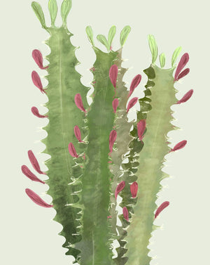 A drawing of an African Milk Bush or Cathedral Cactus, with green tones and red flower-like projections.