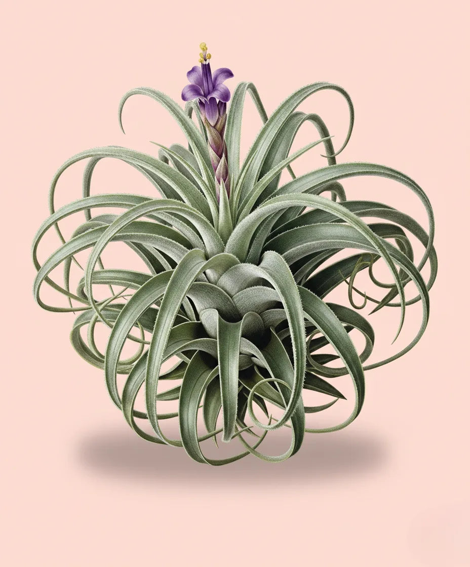 Air plant with purple flower on a pink background