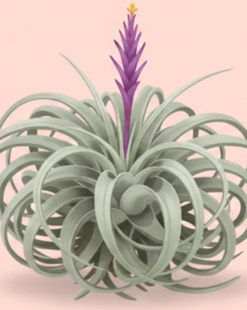 Plant with light green leaves and purple flower on a pink background