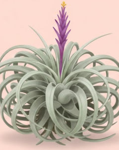 aura creations air plants Air Plant Care - How to Grow Tillandsia